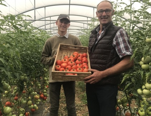 Des tomates sans pesticides chez Frédéric !